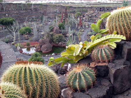 Kaktusgarten3